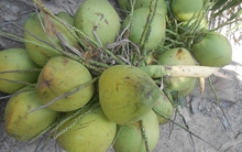 Dừa tươi 20.000 đồng một trái vẫn đắt như ‘tôm tươi’