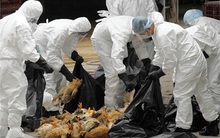 Phát hiện virus cúm H7N9 lây truyền nhanh gấp 1.000 lần