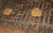 Thu tiền tỷ mỗi năm nhờ nuôi lươn không bùn theo tiêu chuẩn VietGAP