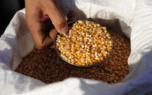 Đằng sau các thương vụ mua hạt giống thế giới của Trung Quốc