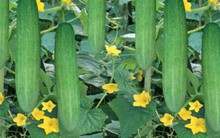 Thiếu nguồn cung - giống cây trồng đang phụ thuộc lớn vào nhập khẩu