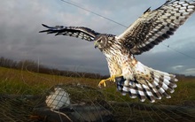 Chuyện quạ đen, chim ưng: Ở đời làm gì cũng phải biết năng lực của bản thân, đừng mù quáng để rồi chuốc lấy thất bại