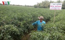 Ớt tăng giá nhà nông “hốt bạc“