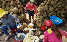 "Sốt" giá sầu riêng, thu gom cả trái non rồi "bôi nghệ" cho đẹp mã