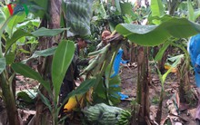 Vì sao chuối Nam Mỹ trồng ở Đắk Lắk không đủ tiêu chuẩn xuất khẩu?