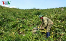 Mất mùa, giá bí đỏ tăng cao kỷ lục