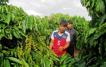 Nhu cầu tăng đột biến, giá nhân công thu hái cà phê tăng