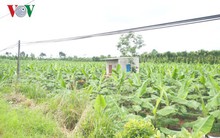 Hậu “giải cứu”, diện tích chuối ở Đồng Nai tiếp tục tăng bất chấp rủi ro