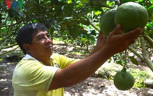 Nông dân An Giang thu nhập hơn 1 tỷ đồng mỗi năm nhờ bưởi da xanh