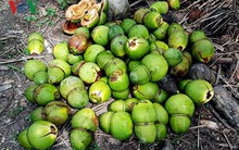 Dừa tạo hình lạ đón Tết Mậu Tuất bị rụng trái hàng loạt