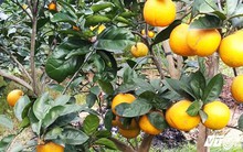 Cam Xã Đoài 100.000 đồng/quả, vừa bán vừa la cũng đắt hàng