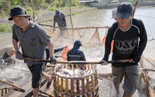 Ngành cá tra mang về gần 1,7 tỷ USD