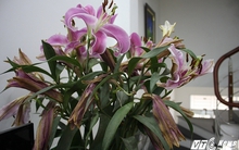 Bị lừa mua hoa 'dỏm' dịp Tết, người chơi hoa khóc dở, mếu dở