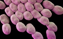 WHO vừa công bố danh sách 12 siêu vi khuẩn kháng kháng sinh nguy hiểm nhất thế giới, 3 trong số đó gần như không còn cách trị