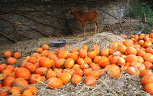 Bí đỏ Nhật Bản vứt đầy đồng, không có người thu mua