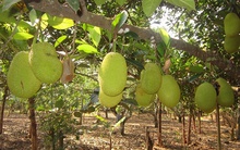 Lão nông trồng mít Thái lá bàng thu tiền tỷ mỗi năm