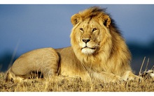 Chuyện muỗi và sư tử: Đừng bao giờ lơ là mất cảnh giác ngay cả khi bạn đang ở vị trí cao nhất