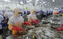 Làm gì để có 10 tỷ USD/năm từ xuất khẩu tôm?