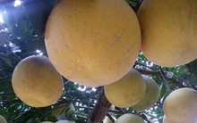 Xem cách người dân làm giàu từ trồng bưởi vàng ruột đỏ