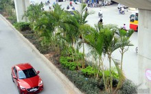 Gầm đường sắt trên cao Cát Linh-Hà Đông có 1.500 cây cau đẻ