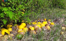 Cận cảnh những vườn cam rơi rụng sau mưa lũ khiến nông dân trắng tay