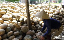 Video: Giá bí đỏ không bằng gói mỳ tôm, nông dân Đắk Lắk khóc ròng