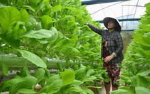 Người đầu tiên trồng rau thủy canh ở Phú Quốc