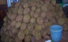 Kinh hãi cảnh dùng hóa chất 'tắm' cho hơn 2 tấn sầu riêng