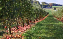 Táo thối rụng đầy vườn, trong khi người khác chỉ biết làm thức ăn cho lợn thì bà chủ nhỏ này lại có cách kiếm bộn tiền