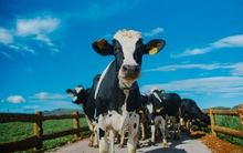 Tăng vù vù, cổ phiếu Vinamilk lọt top 5 cổ phiếu đắt giá nhất thị trường chứng khoán Việt