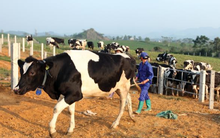 GTN gia tăng sở hữu tại VLC lên trên 70%, hiện thực hoá ước mơ "từ nông trại đến bàn ăn gia đình"