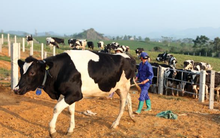 Vilico lãi gần 53 tỷ đồng quý 1/2017, tăng trưởng 11% so với cùng kỳ