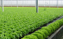 Sao Thái Dương sẽ niêm yết cổ phiếu đầu tháng 7