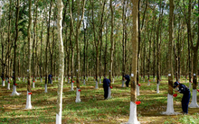 Giao dịch cổ phiếu quỹ ngoài biên độ, Cao su Quảng Nam bị phạt 70 triệu đồng