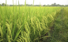 Giống cây trồng Trung Ương (NSC): 9 tháng lãi 143 tỷ đồng, tăng 19% so với cùng kỳ