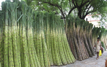 Con gái Phó Chủ tịch Mía đường Lam Sơn muốn mua thêm 2 triệu cổ phiếu LSS