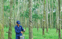 Vượt 16% chỉ tiêu lợi nhuận cả năm sau 9 tháng, Cao su Đồng Phú (DPR) tạm ứng 10% cổ tức bằng tiền cho cổ đông