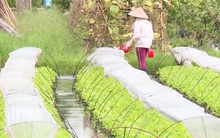 Những làng rau Hà Nội cho thu nhập... nửa tỷ đồng/ha