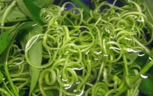 Kinh hoàng hóa chất cực độc tẩm ướp rau muống bào xanh, tươi, giòn