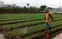 Cho gia hạn nhập khẩu, buôn bán thuốc nguy hiểm, Bộ Nông nghiệp nói gì?