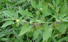 Tầm bóp thứ rau dại Việt Nam bỏ hoang, nước ngoài làm thuốc quý