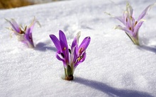 SISU - Tinh thần sống "vượt qua tất cả" của người Phần Lan