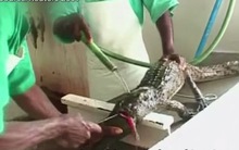 Đằng sau một chiếc túi Hermes Birkin đắt giá là số phận bi thảm của 3 con cá sấu