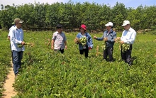 Sắn xen lạc lãi gấp đôi