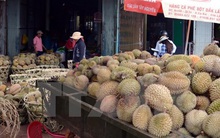 Sầu riêng ở Đắk Lắk bị chết do nấm