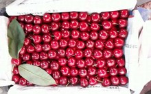 Sự thật cherry Trung Quốc 90.000 đồng/kg