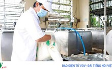 60% nguyên liệu sữa tươi phải nhập từ nước ngoài