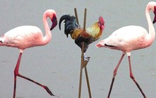 Dự án cho vay ngang hàng trên nền tảng blockchain còn chưa triển khai, HVA đã dự tính mức lợi nhuận cao không tưởng