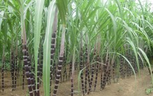 Mía đường Lam Sơn thông qua việc mua 6 triệu cổ phiếu quỹ