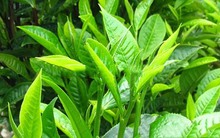 Giá chè thế giới có thể tăng gần gấp đôi vì thiên tai gây mất mùa